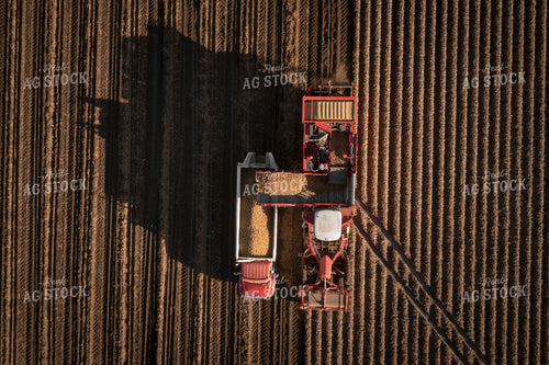 Potato Harvest 135051