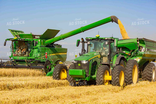 Combine and Grain Cart During Rice Harvest 291059