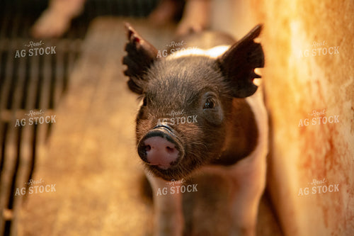 Piglet in Pen 90049
