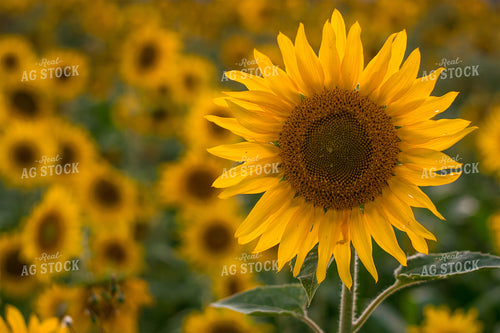 Sunflower Field 50039