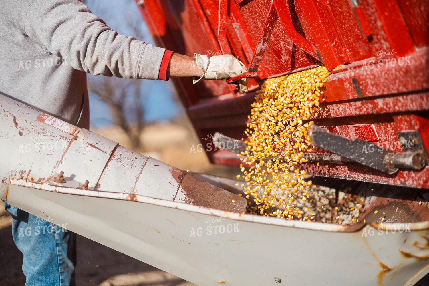 Grinding Corn to Feed Cattle 97270