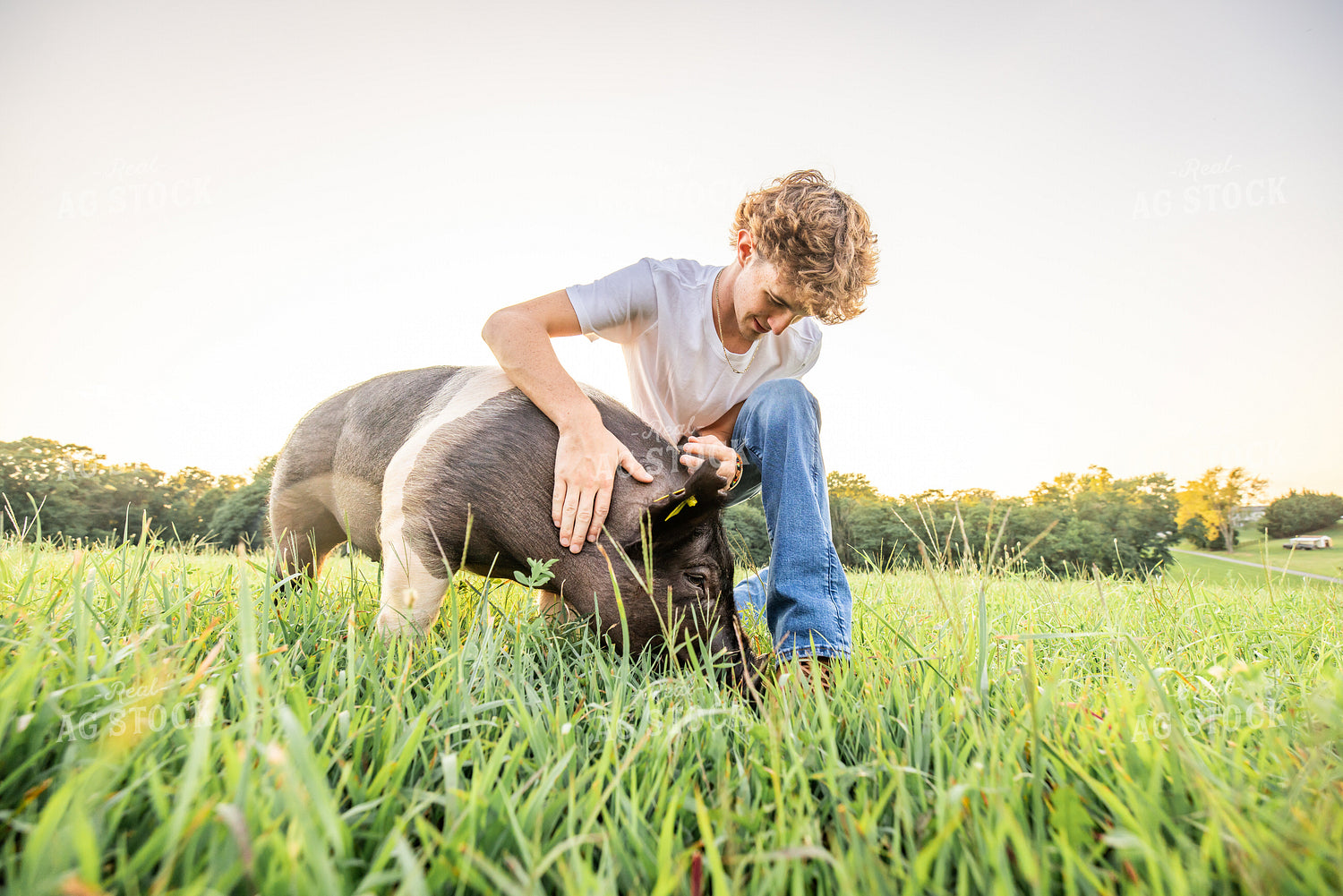 Farm Kid with Show Pig 270091