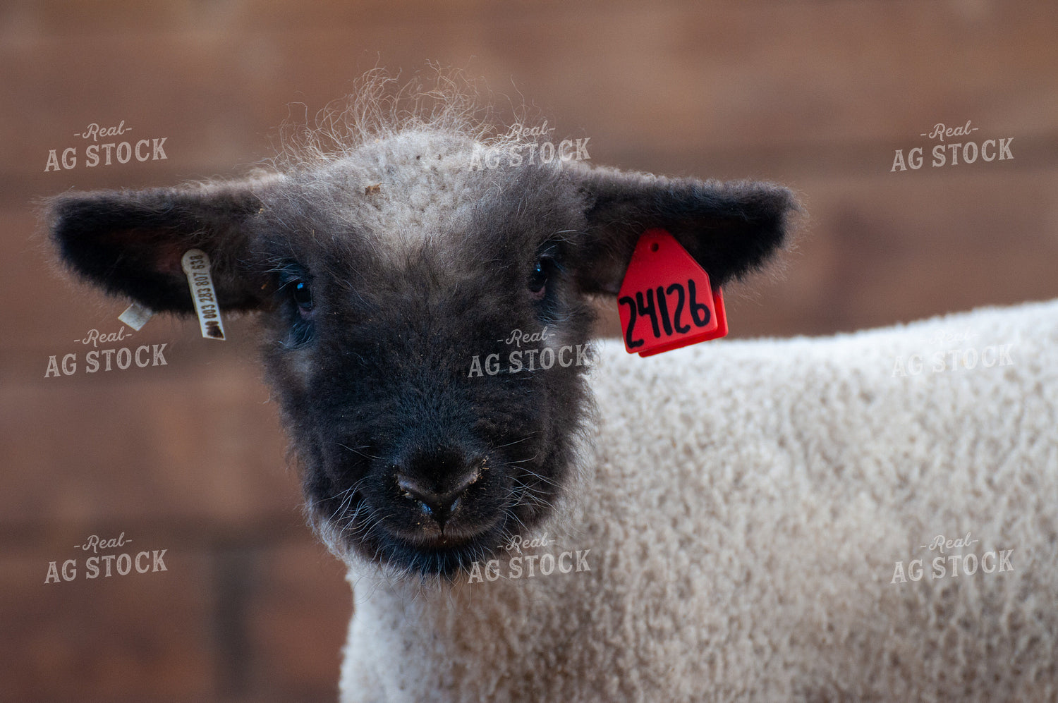 Lamb 103094