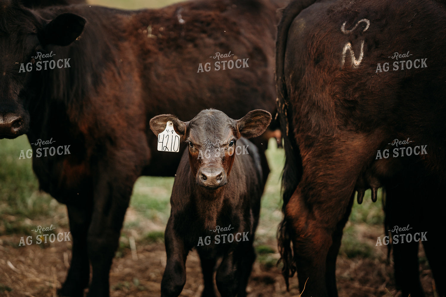 Cow Calf Pairs on Pasture 196300