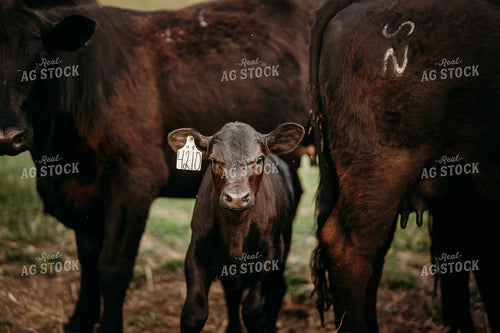 Cow Calf Pairs on Pasture 196300
