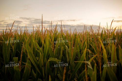 Corn - Mid-Season 2345