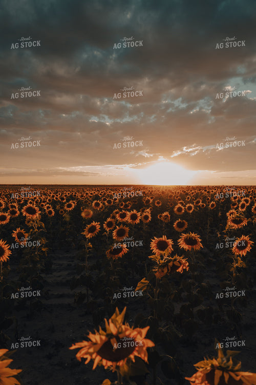Sunflower Field at Sunset 58191