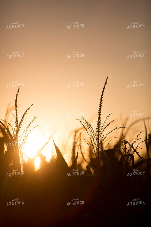 Corn - Mid-Season 1258