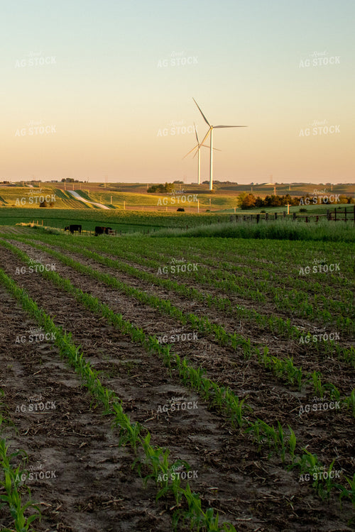 Angus Cattle Grazing in Pasture with Windmills and Corn Field 67110