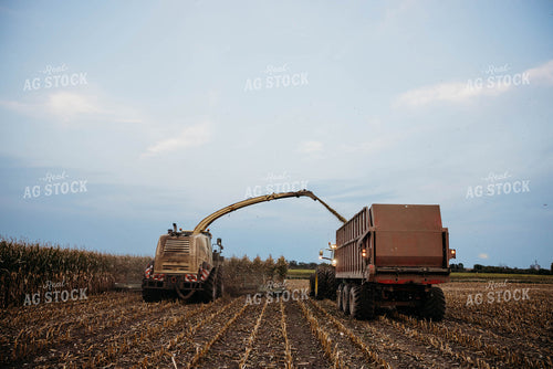 Chopping Corn Silage 152031