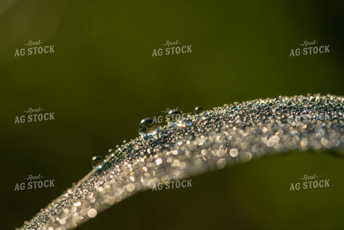 Corn Leaf Close Up With Dew 76234