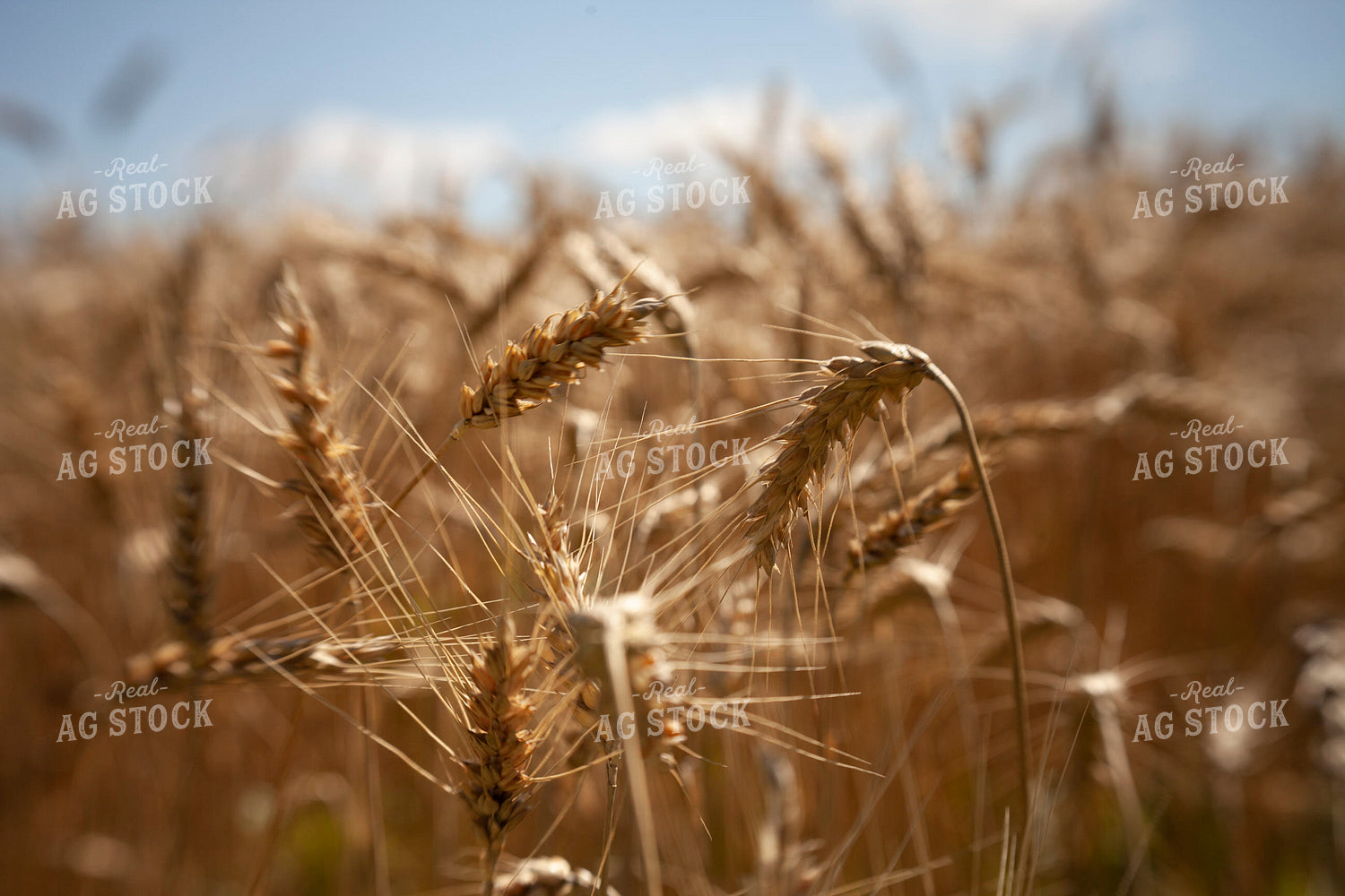 Wheat 2158