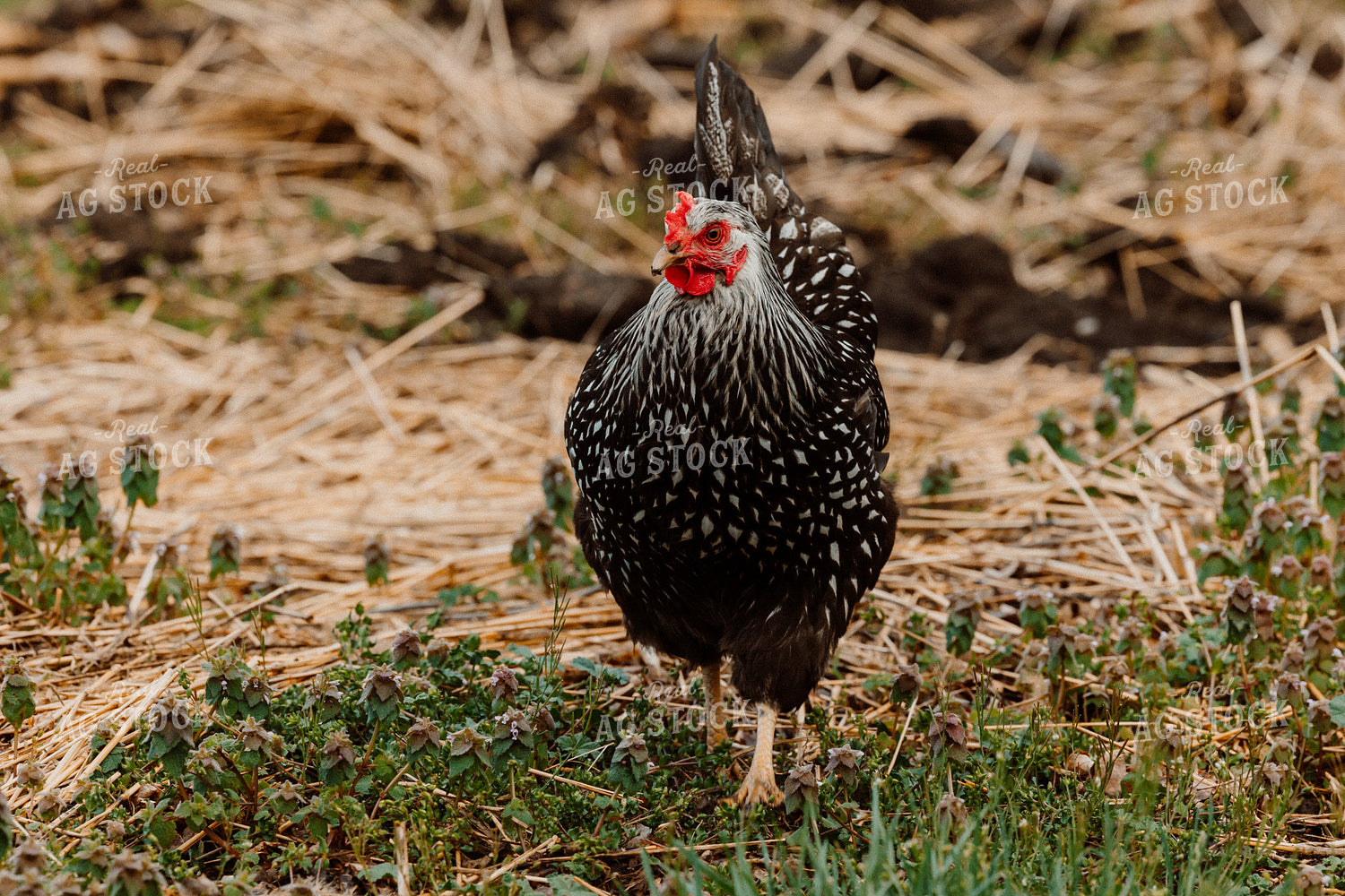 Pullet Laying Chicken 104065