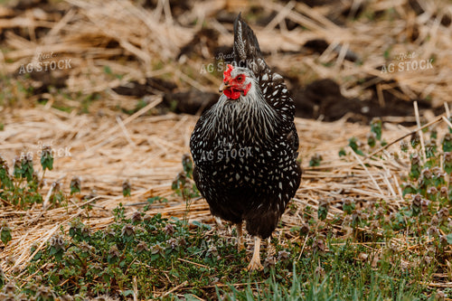 Pullet Laying Chicken 104065