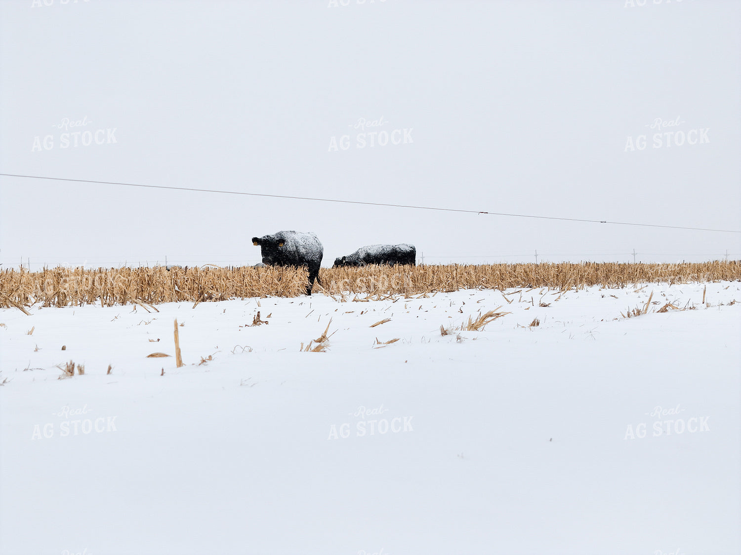 Black Angus Cattle on Milo Stubble 239557