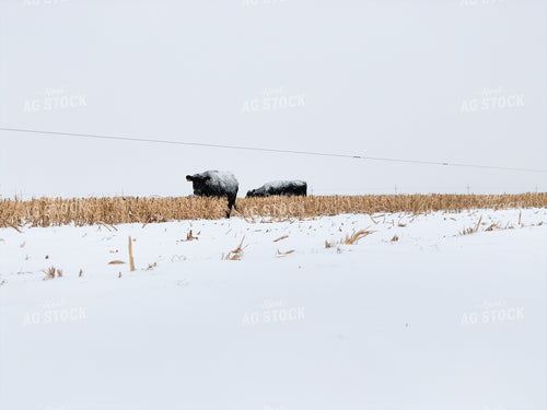 Black Angus Cattle on Milo Stubble 239557