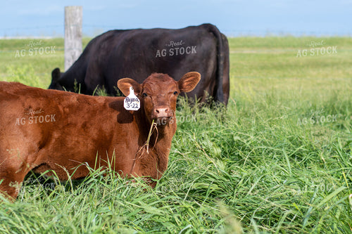 Cow and Calf in Grassy Pasture 50092