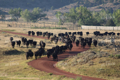Angus Cattle on Road in Grass Pasture 63023