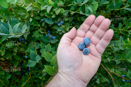Blueberries 105088