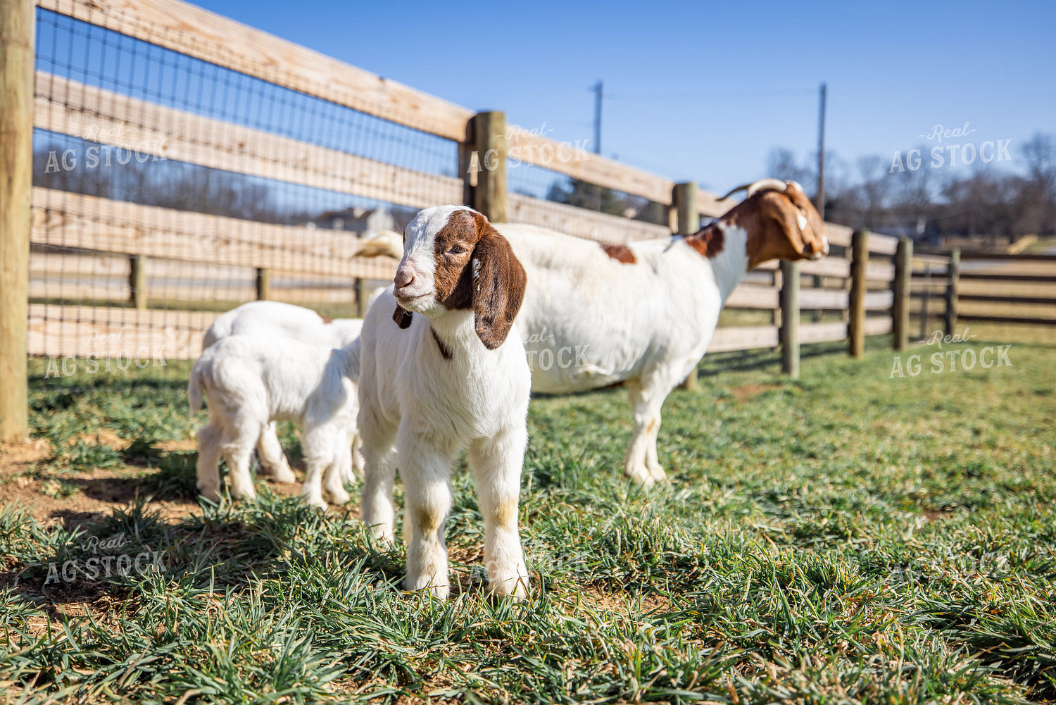 Goat Kids 270117