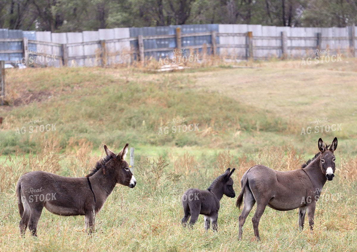 Donkeys 141808