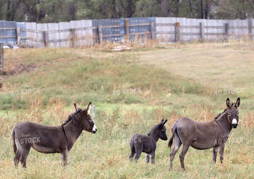 Donkeys 141808