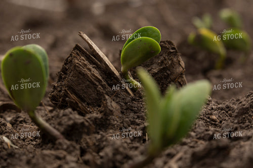 Soybeans - Early Growth 1388