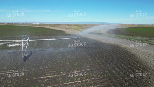 Irrigated Potato Field 146042