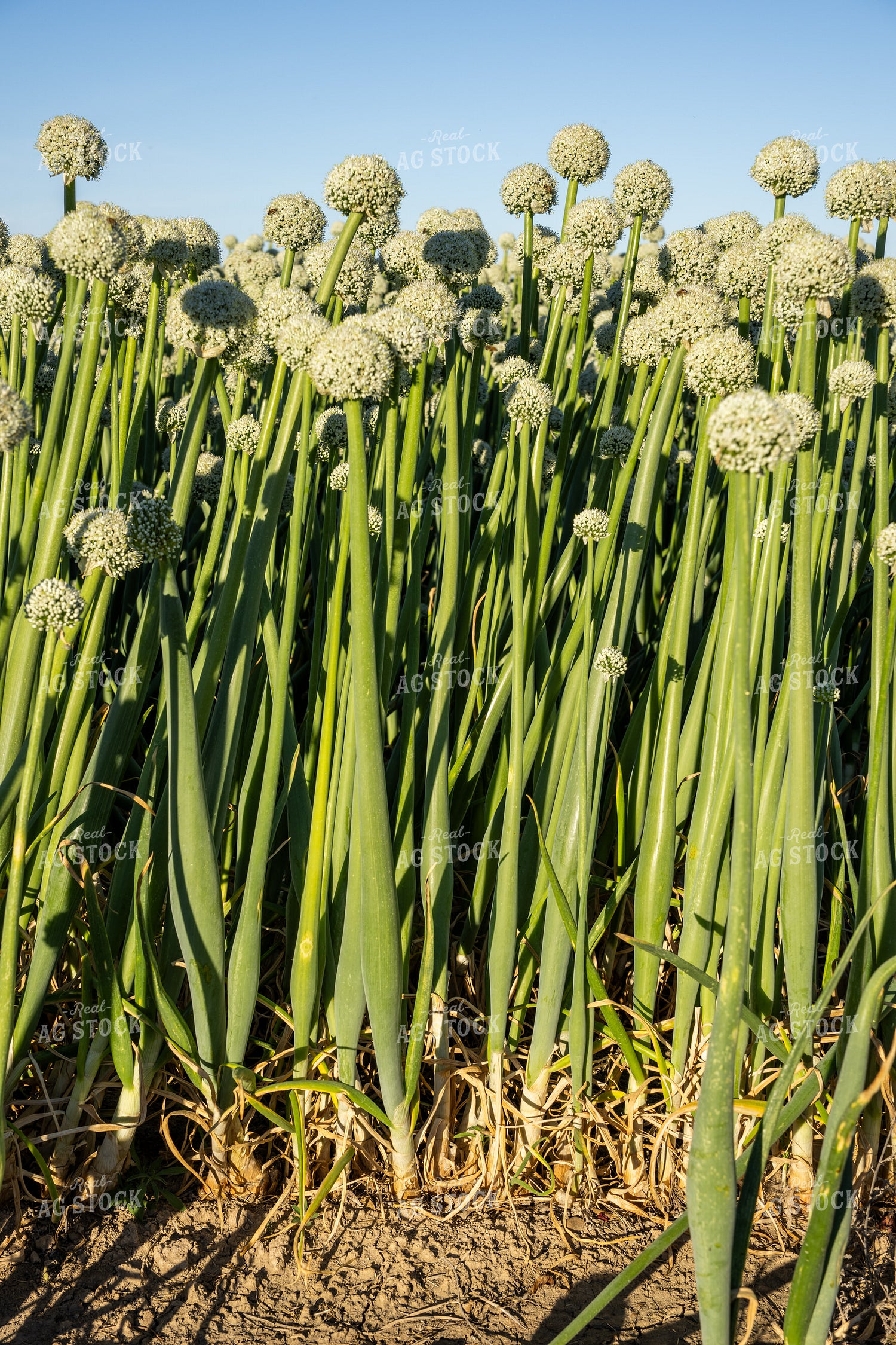 Onion Seed Field 65810