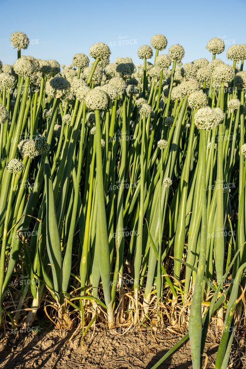 Onion Seed Field 65810