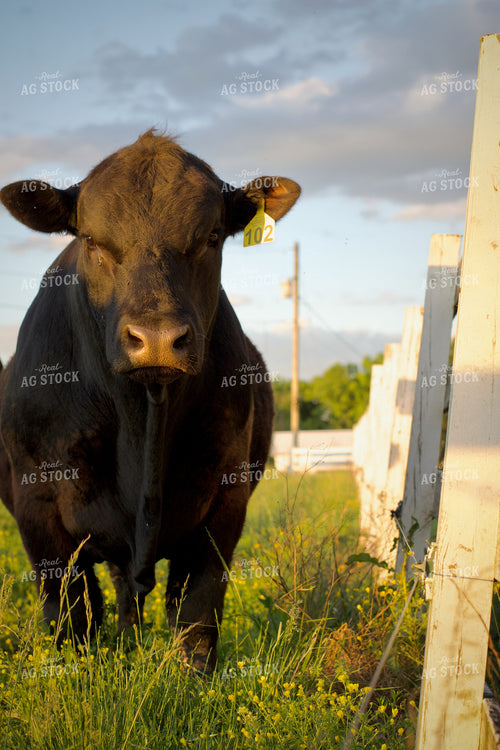 Angus Bulls on Pasture 251145