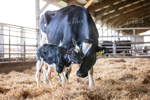 Holstein Cow and New Calf 55366