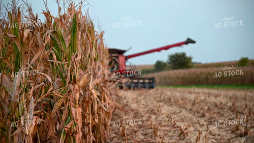 Combine Unloading Corn on the go into an Auger Wagon - 416