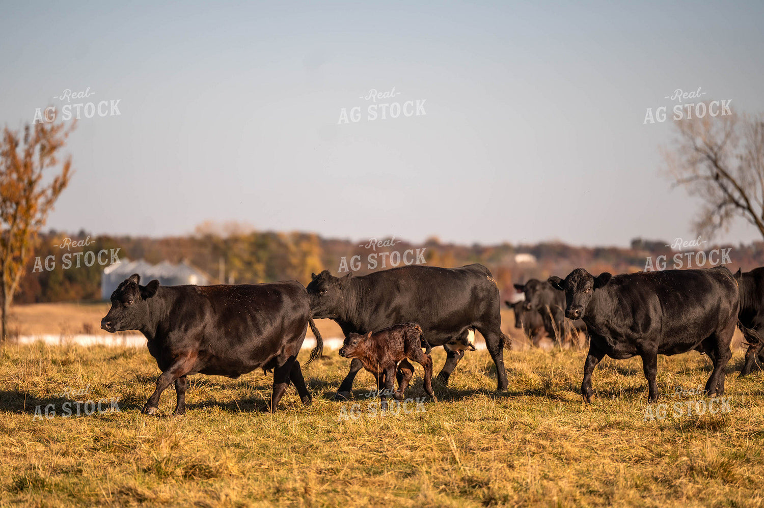 Black Angus Cow Calf Pairs 115460