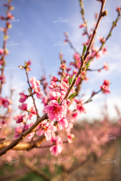Apple Blossoms 270036