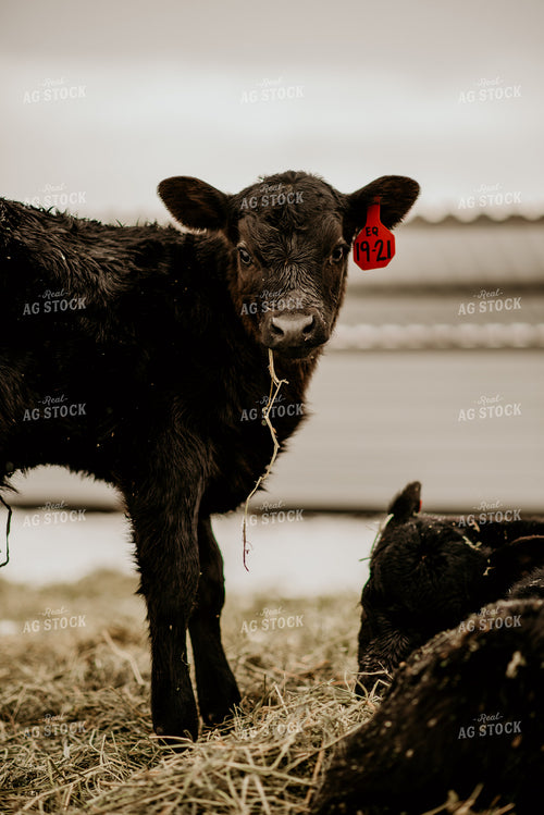Angus Calf Eating Hay 54006