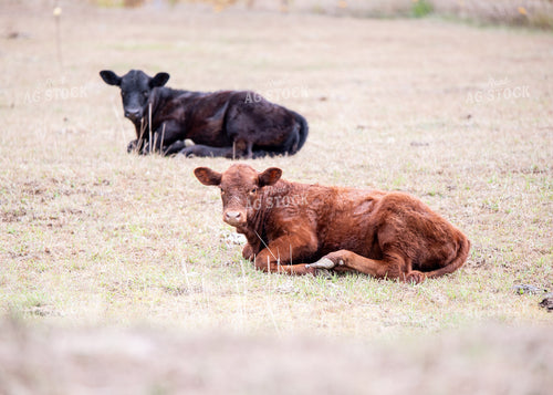 Angus Calves 193010