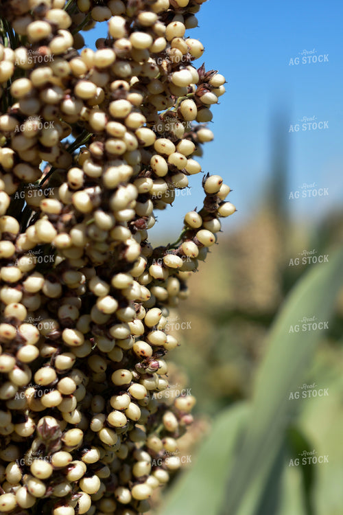Sorghum Berries 156129