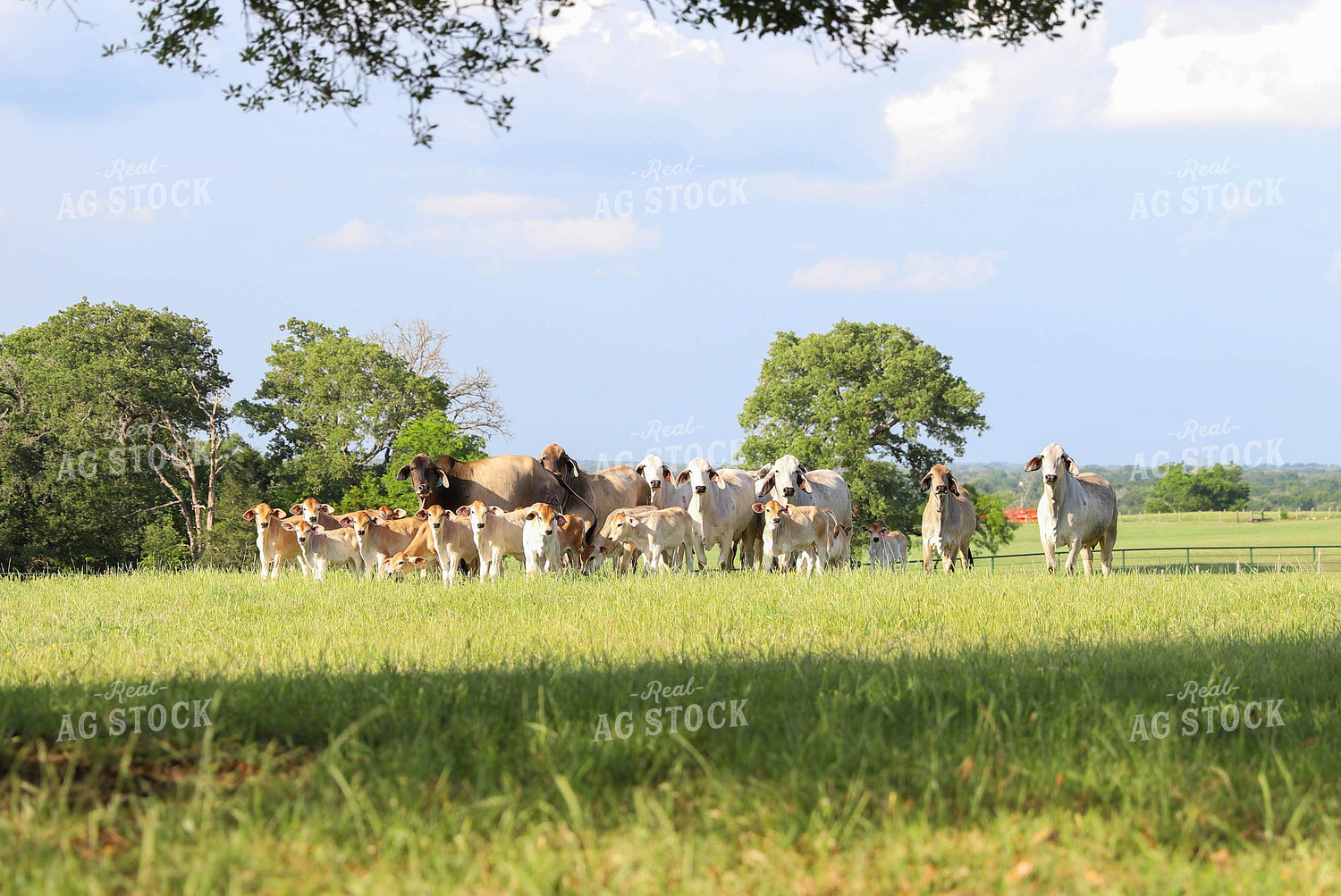 Brahman Cattle in Pasture 99022