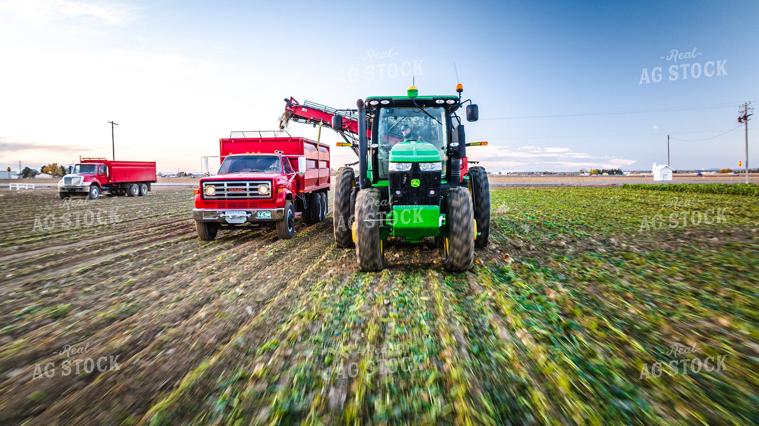 Sugar Beet Harvest 56554