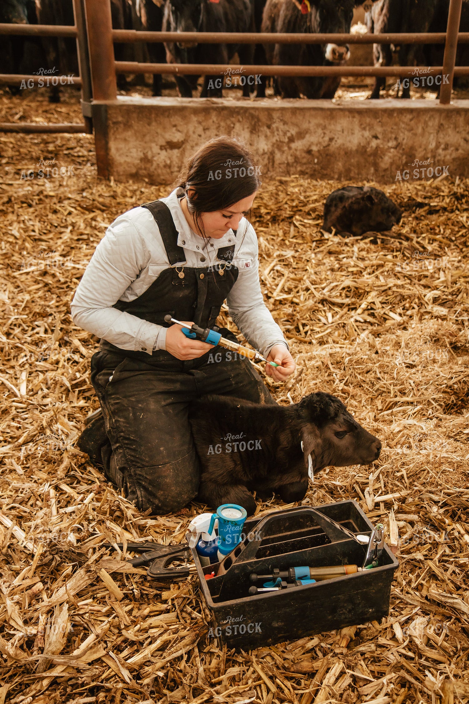 Vaccinating Calves 67641