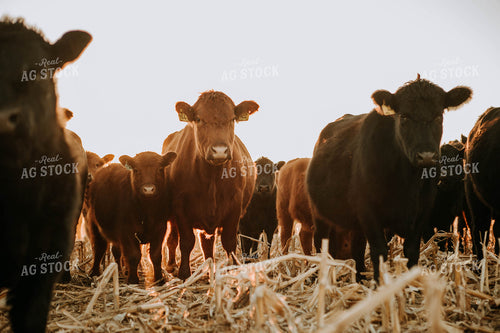 Cattle in Pasture 77230