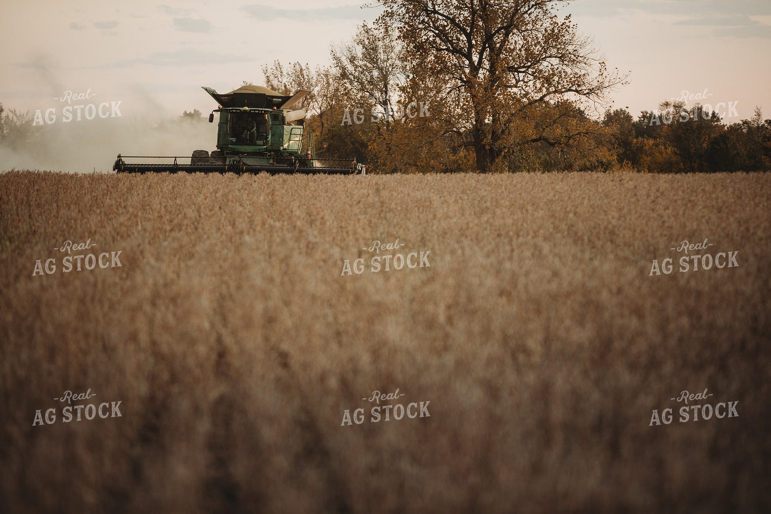 Combine Harvesting Soybeans at Sunset 3475