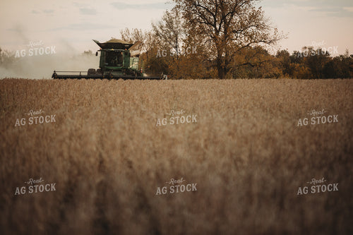 Combine Harvesting Soybeans at Sunset 3475