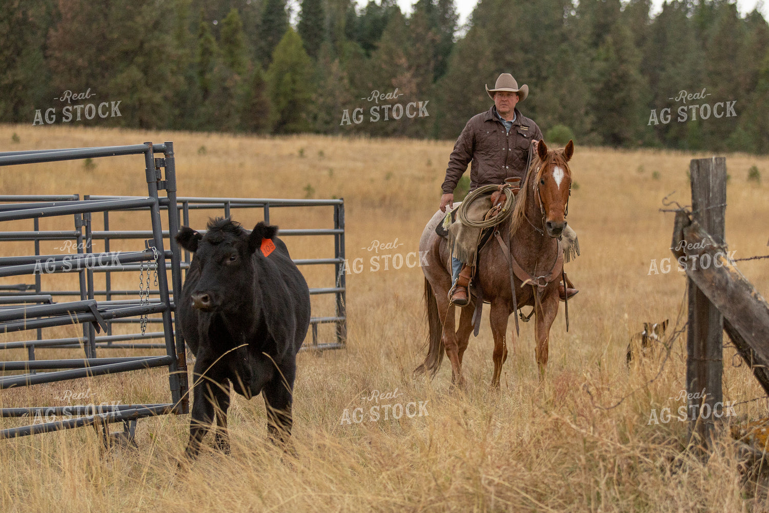Rancher Herding Cattle 188123