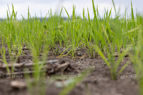 Early Growth Rice Field 79878