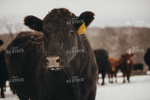 Angus Cattle in Snowy Pasture 3771