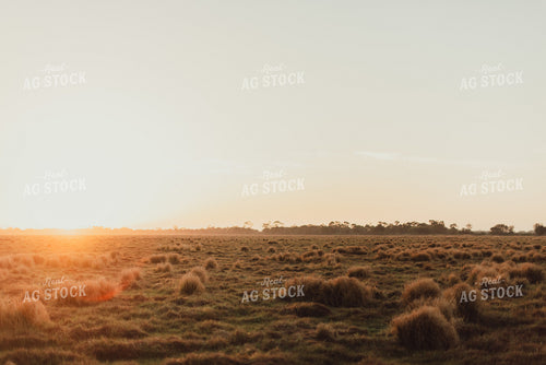 Field at Sunset 7271