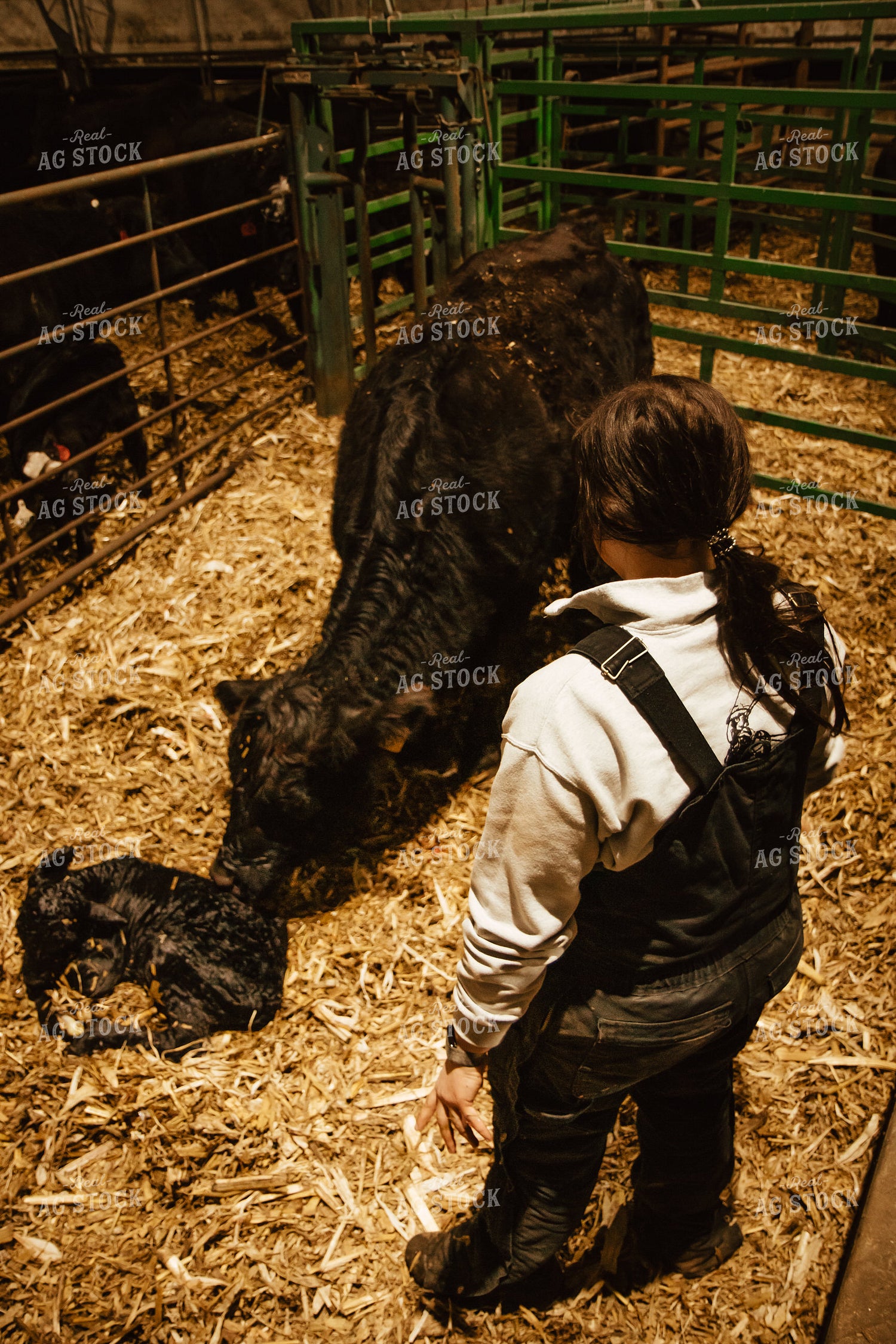 Newborn Calf and Cow 67592