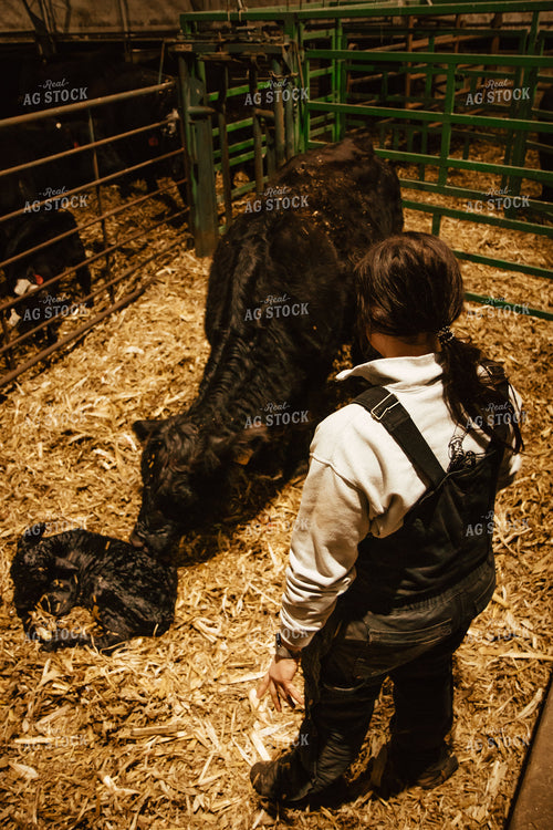 Newborn Calf and Cow 67592